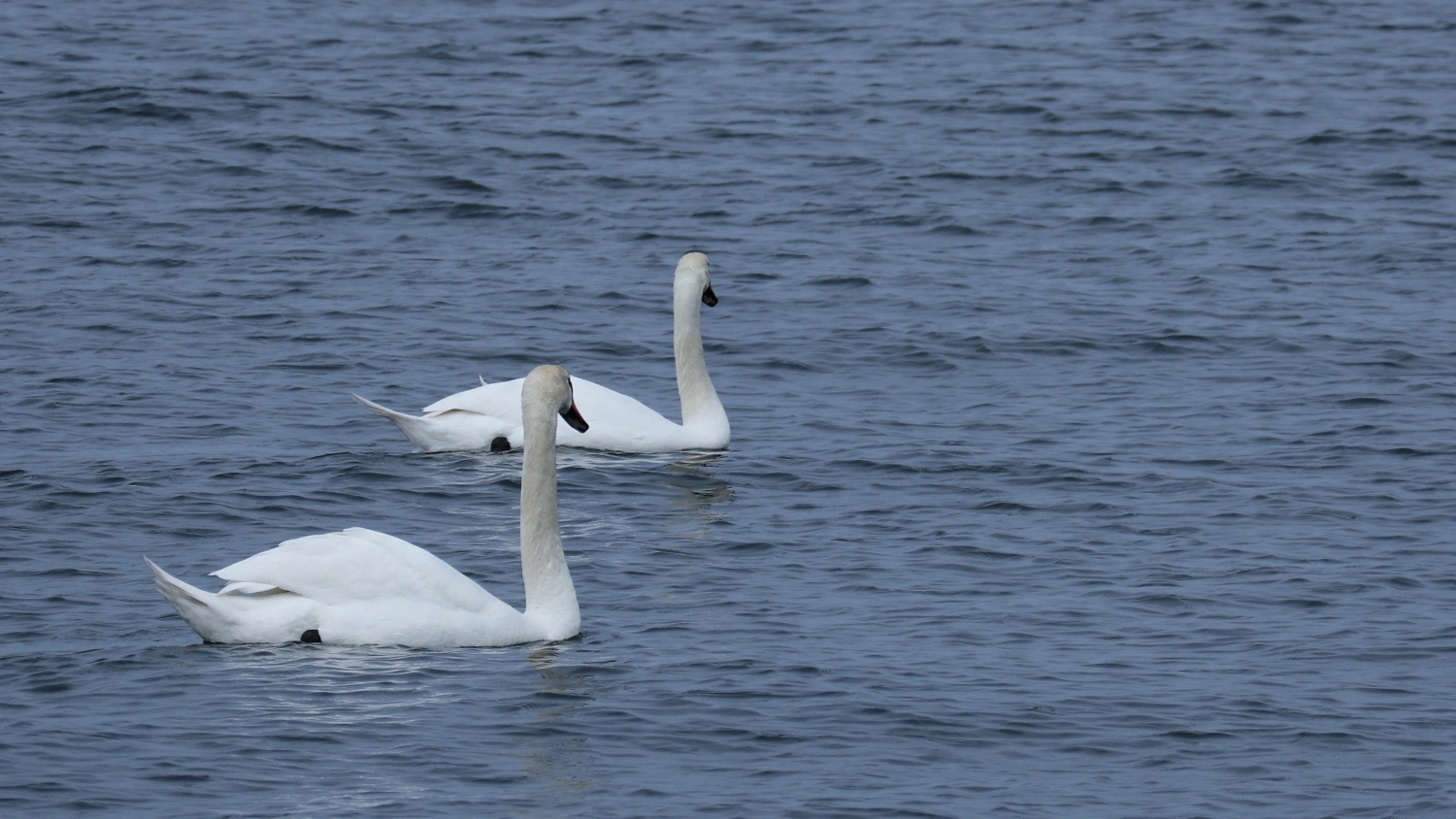 schwan.1.webp
