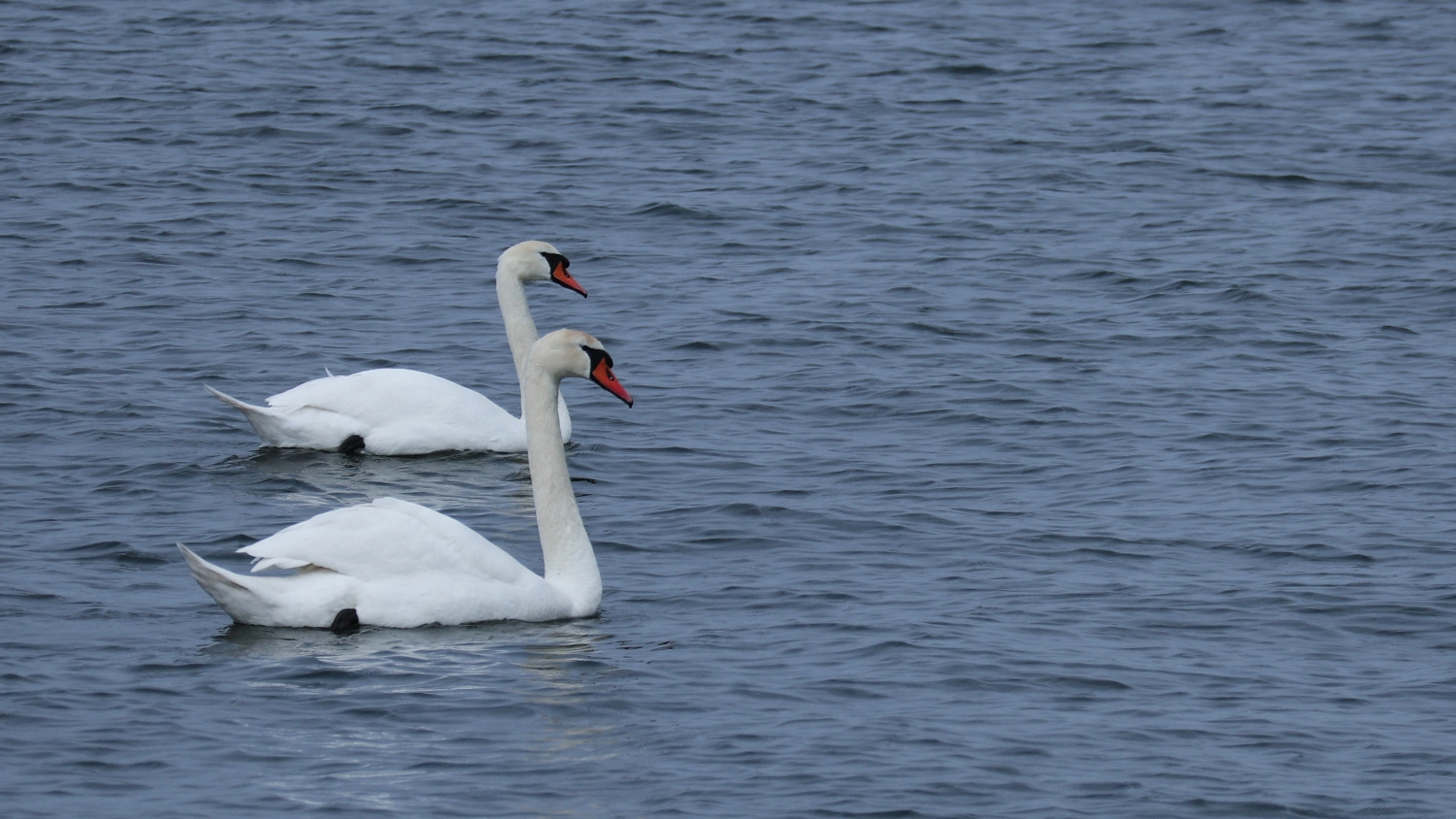 schwan.2.webp