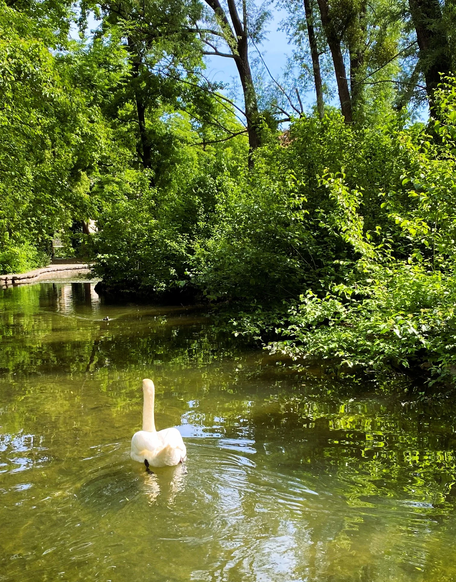 Schwan.webp