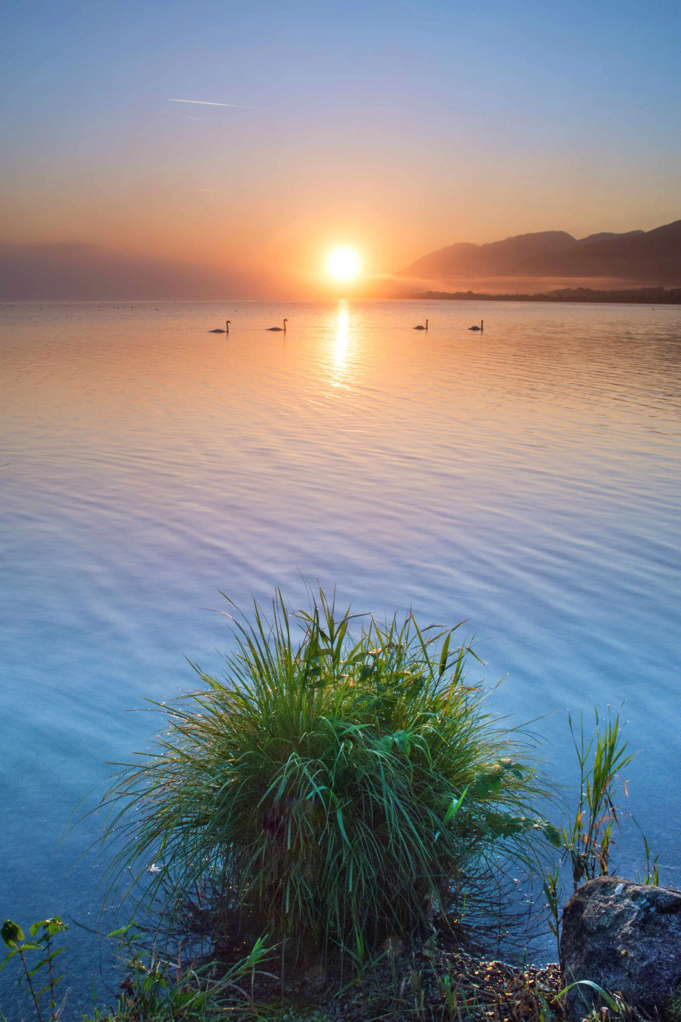schwan11.webp