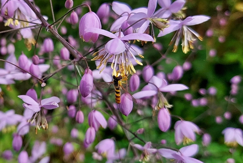 Schwebfliege an Wiesenraute 1.jpg