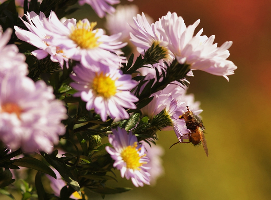 Schwebfliege auf Aster_lila_gelb2_makro_900.webp