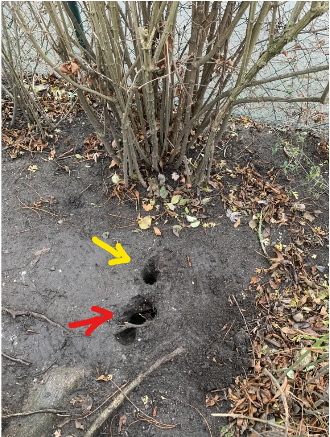 Wühlmaus, Feldmaus, Ratte oder etwas anderes?
