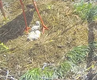 Screenshot 2024-04-28 at 14-22-31 Webcam Storchennest.webp