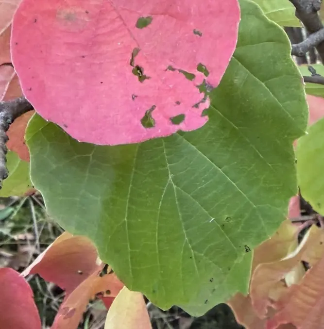 Screenshot 2026-10-02 201146.webp
