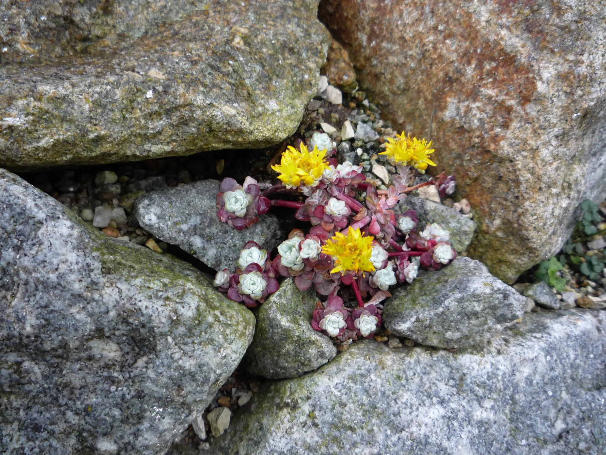 Sedum spathulifolium_purpureum_07.06.2020.webp