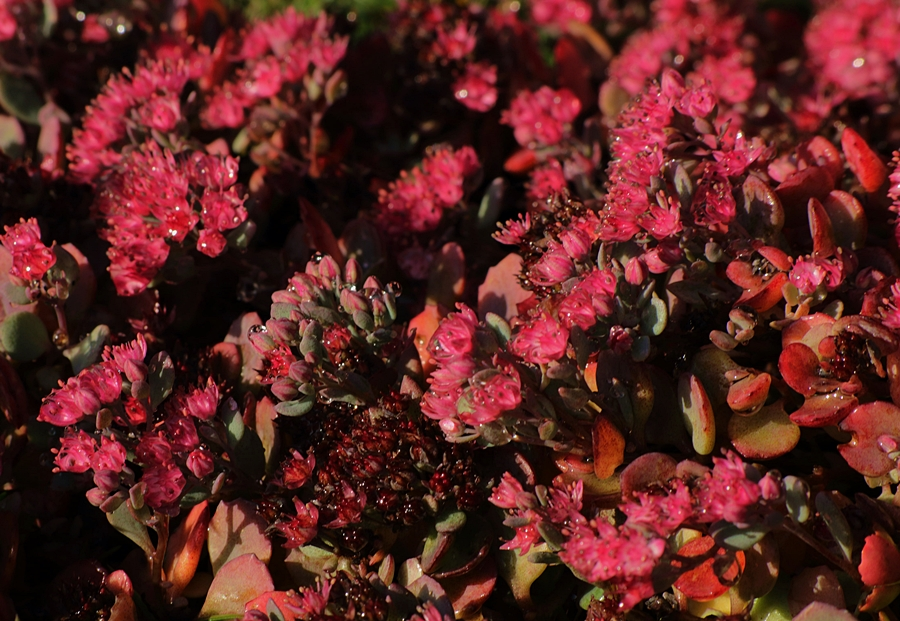 Sedum_pink_Tau_900.webp