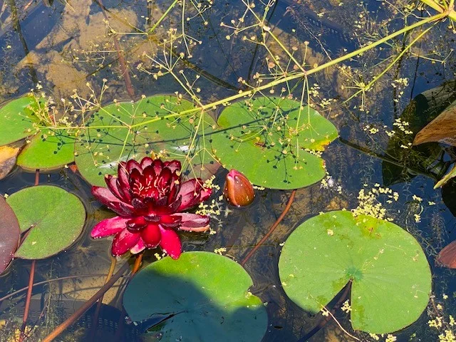 Seerose1.webp