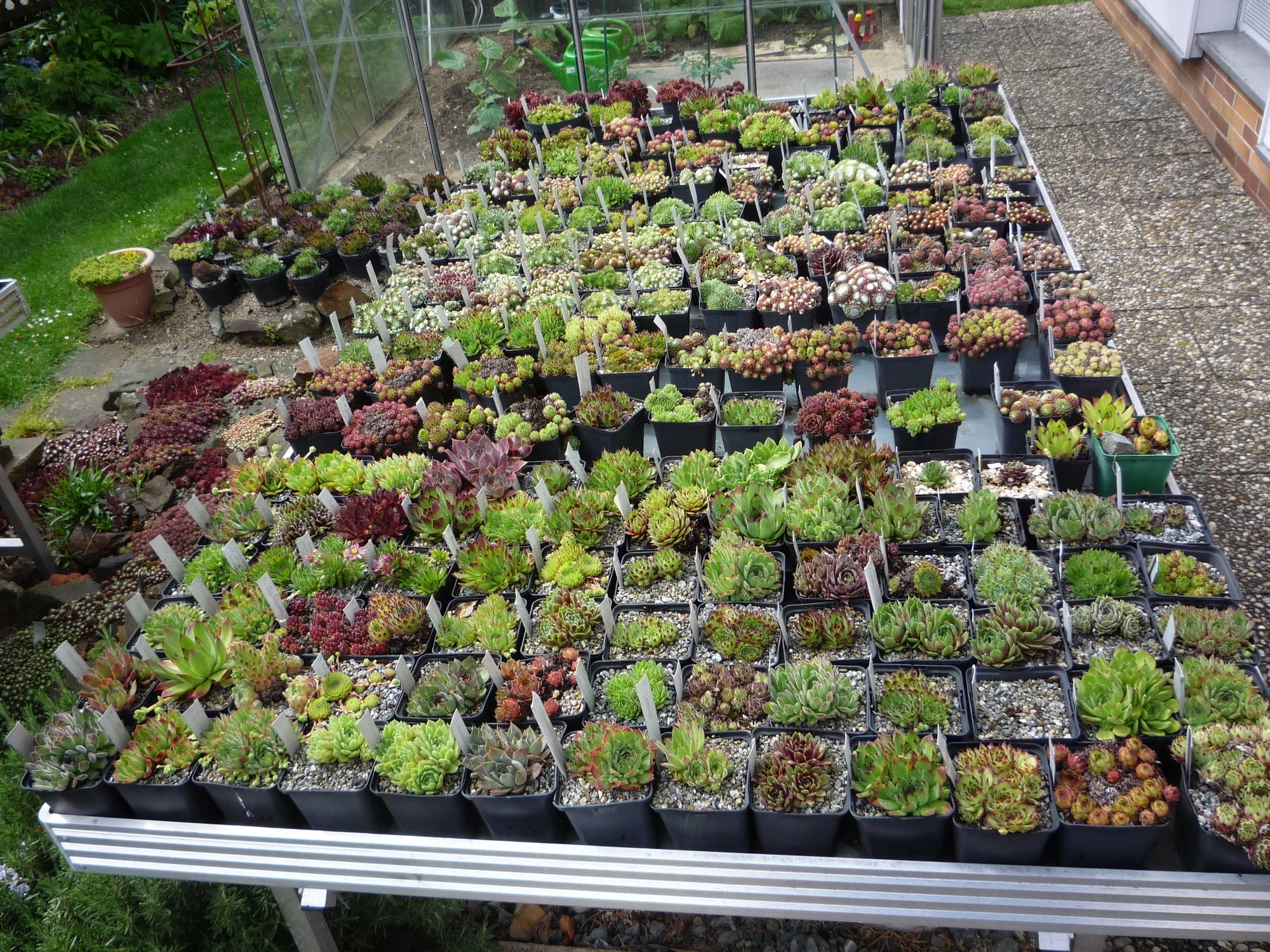 Sempervivum Naturformensammlung ca. 200 verschiedene.JPG
