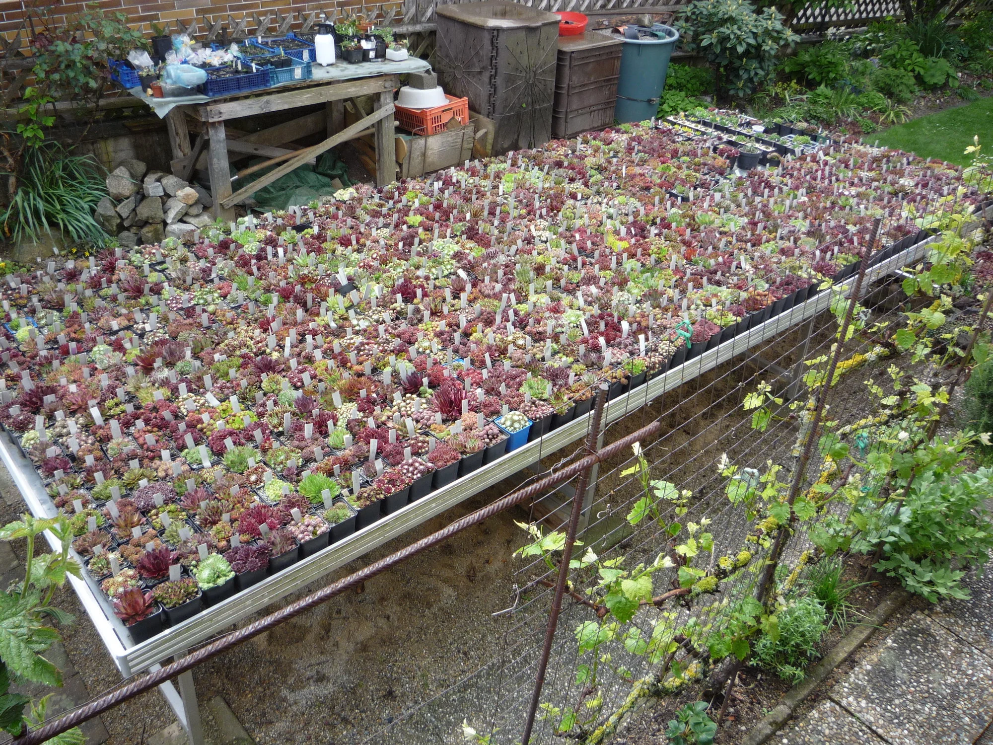 Sempervivum Züchtersortensammlung_ca. 1000 verschiedene am Tisch.JPG
