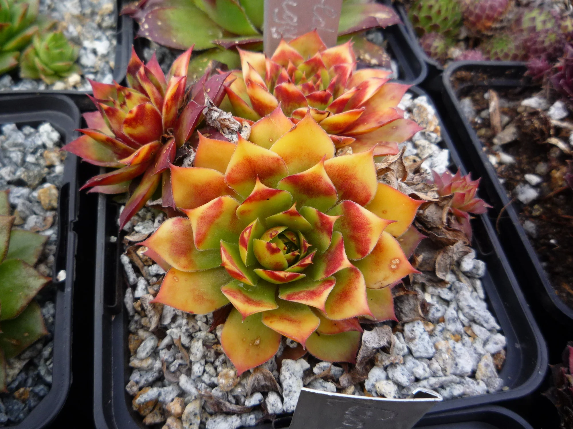 Sempervivum_Gold Bug_25.04.2020.webp