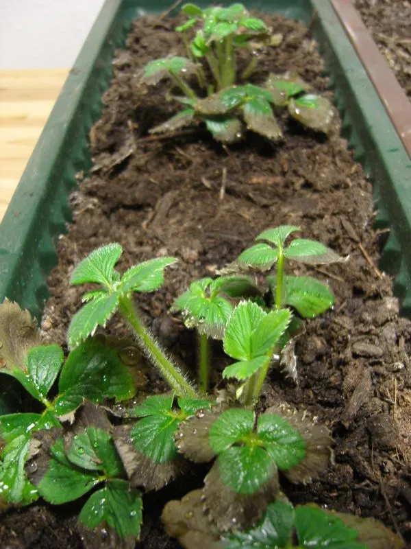 Erdbeeren im Blumenkasten gehen nach und nach ein