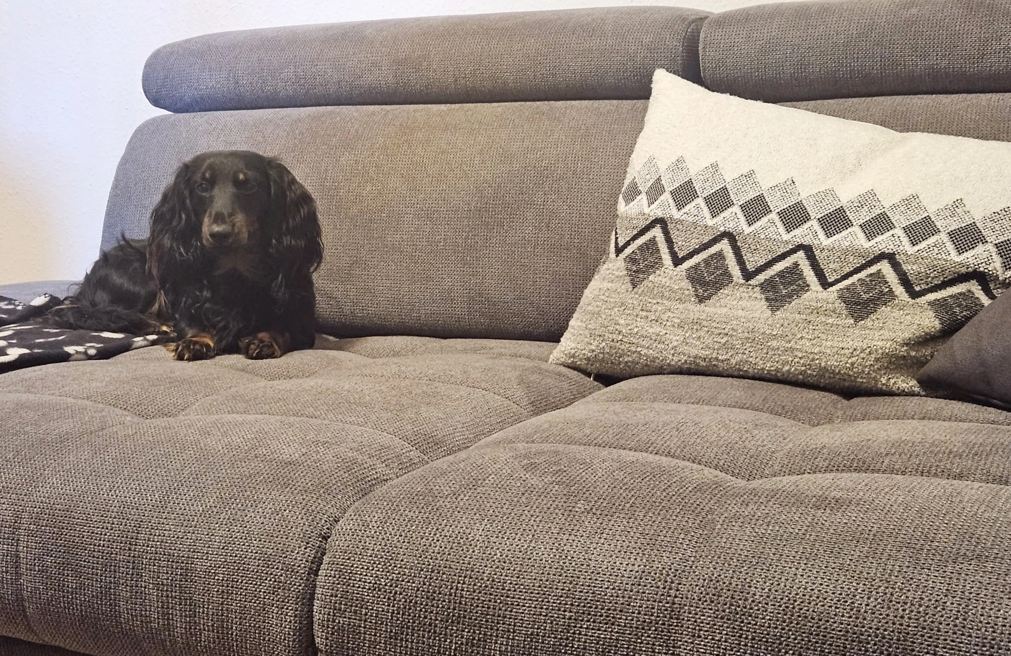 Sofahund.webp