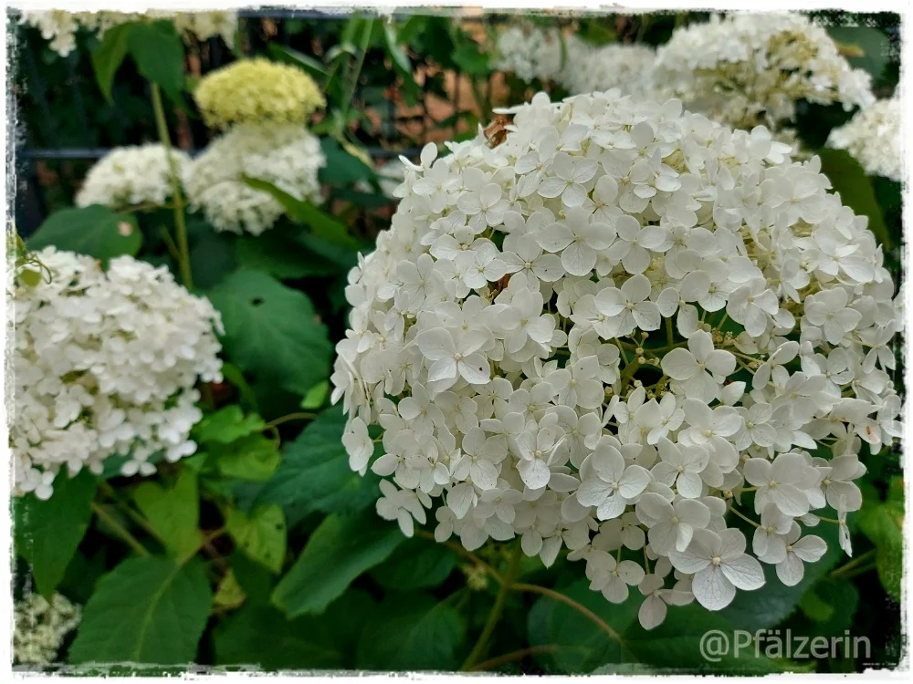 Sommergarten 2.webp
