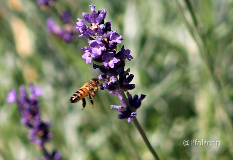 Sommerzeit im Garten Biene am Lavendel.jpg