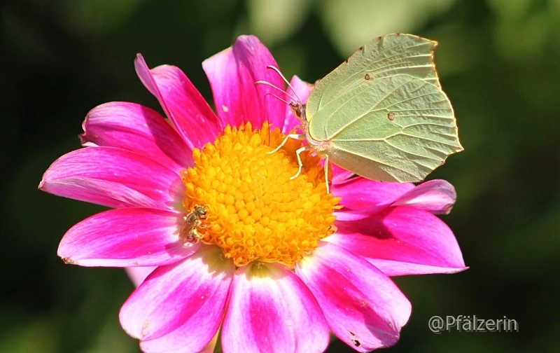Sommerzeit im Garten Biene und Schmetterling.webp