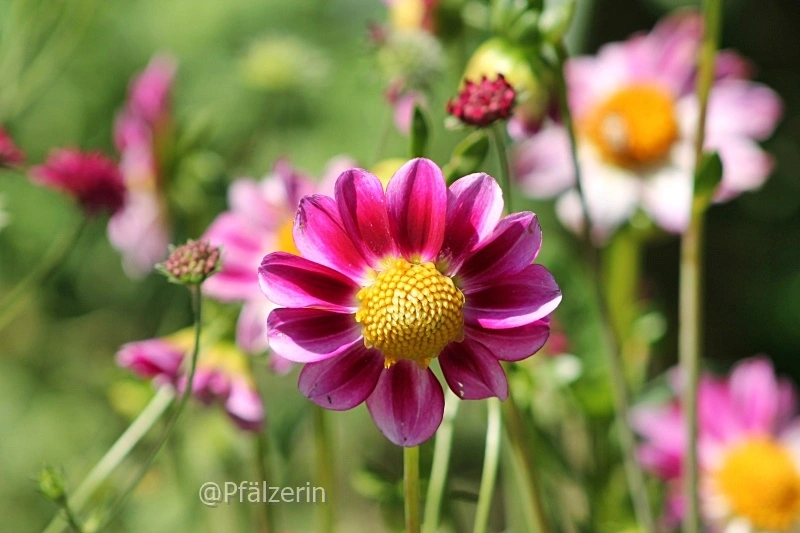 Sommerzeit im Garten Dahlien.webp