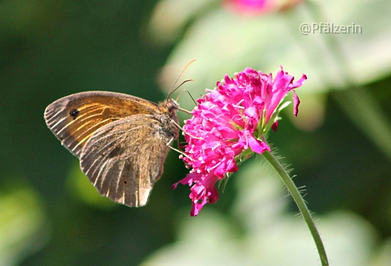 Sommerzeit im Garten Schmetterling.jpg