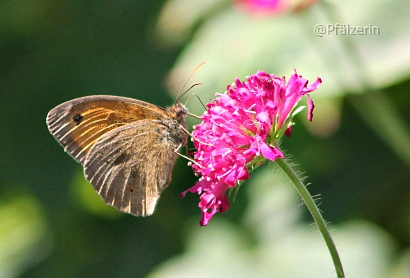 Sommerzeit im Garten Schmetterling.webp
