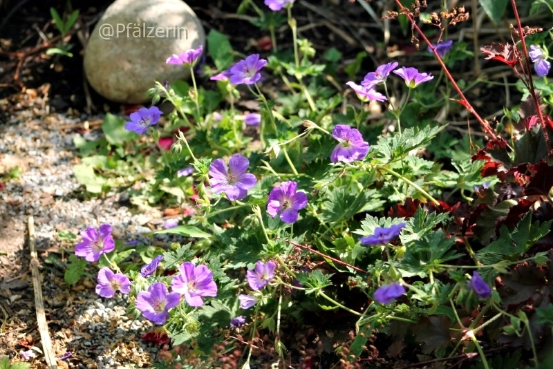 Sommerzeit im Garten Storchschnabel.webp