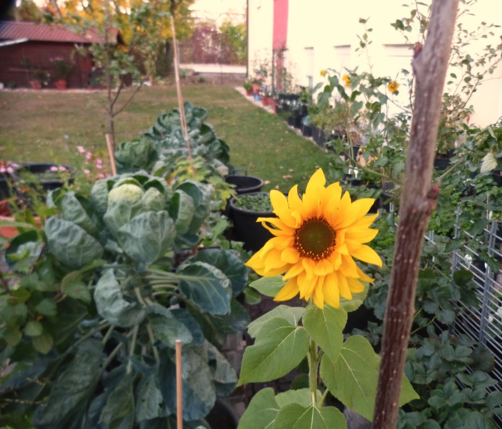 Sonne1.webp