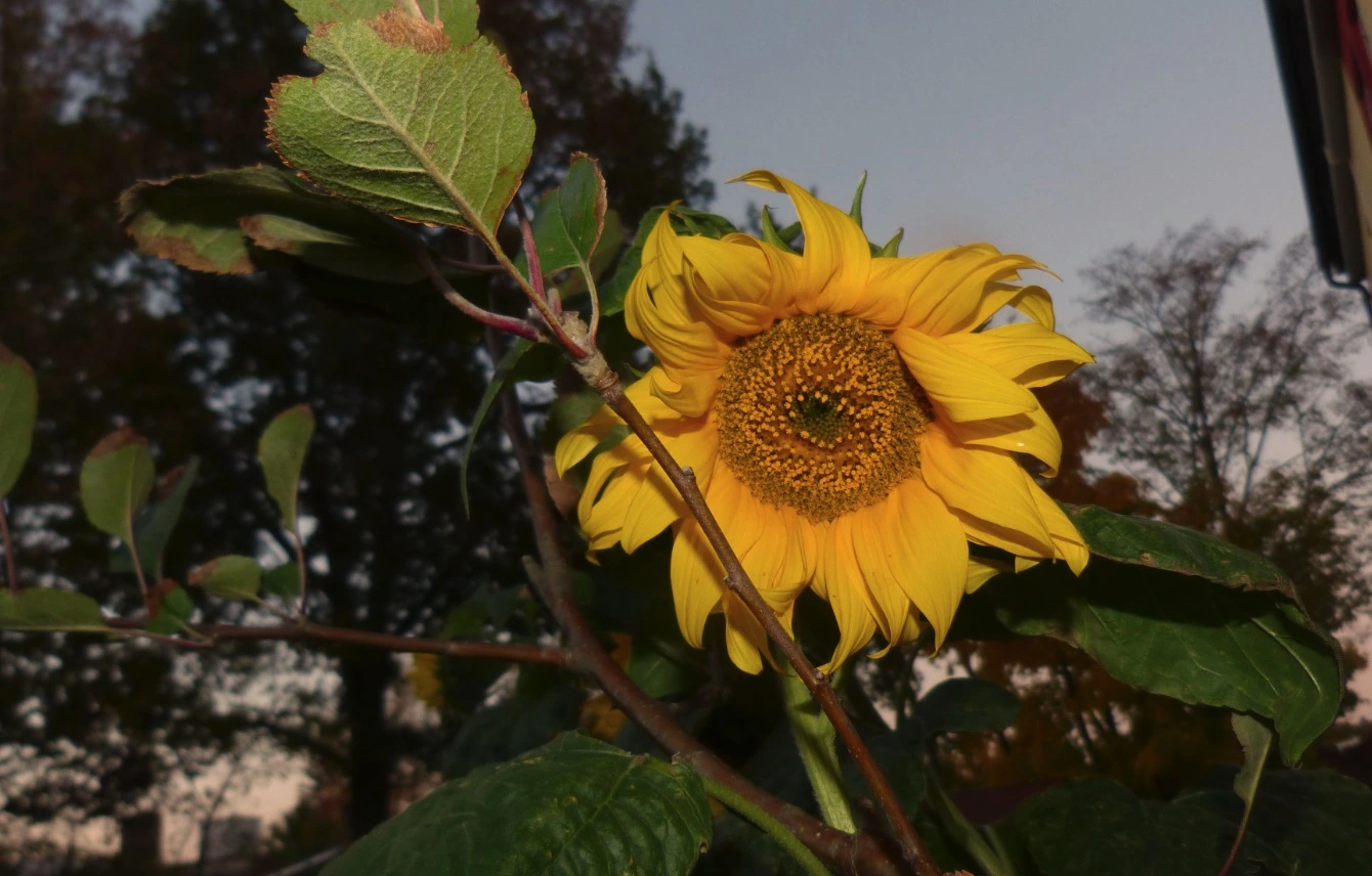 Sonne2.webp