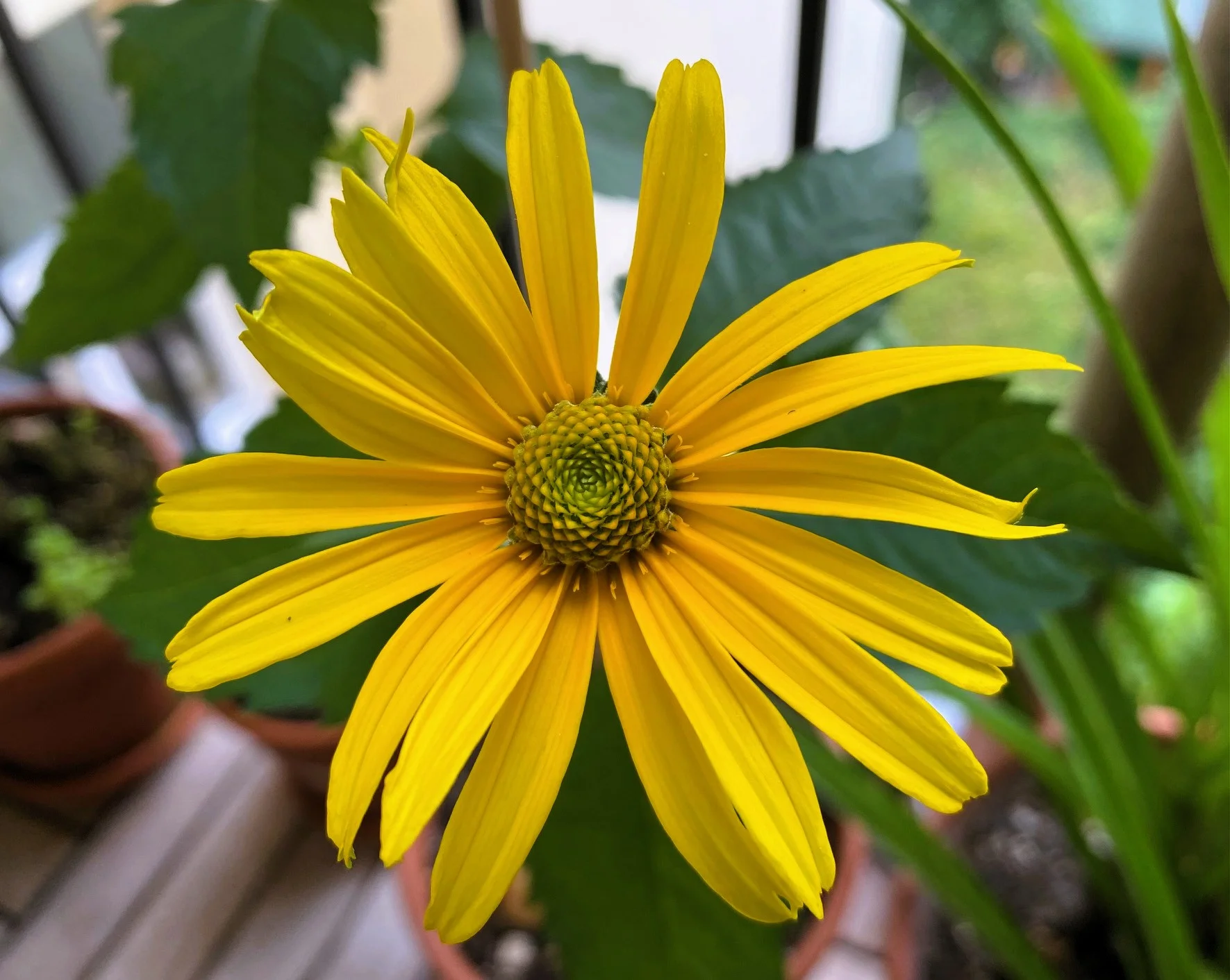 Sonnenauge3.webp