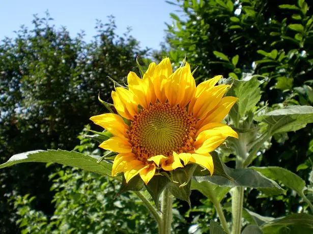 Sonnenblume.webp