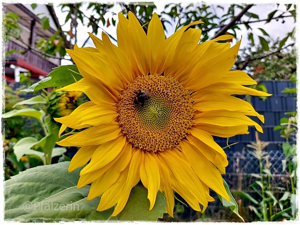 Sonnenblume.webp