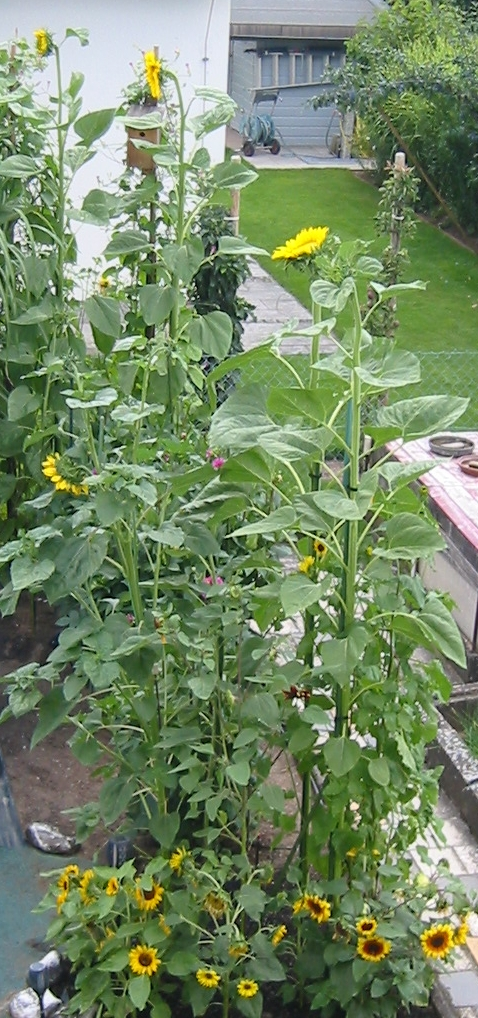 Sonnenblume_01.jpg