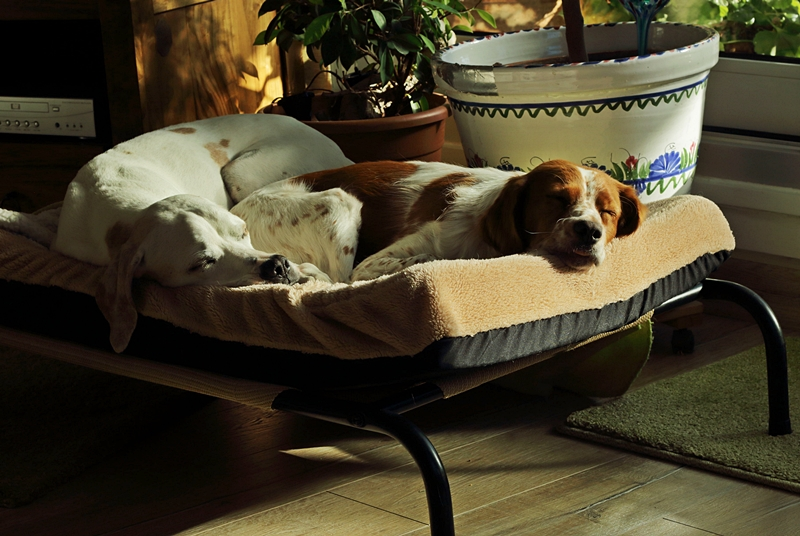 Sonntagmorgen_sleepy_lazy_bones2_800.webp