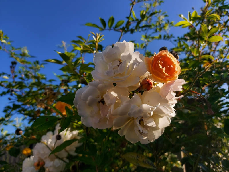Spätsommertage 7.webp