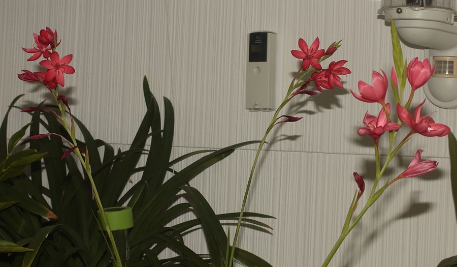 Spaltgriffel_rot_red_full bloom_900.webp