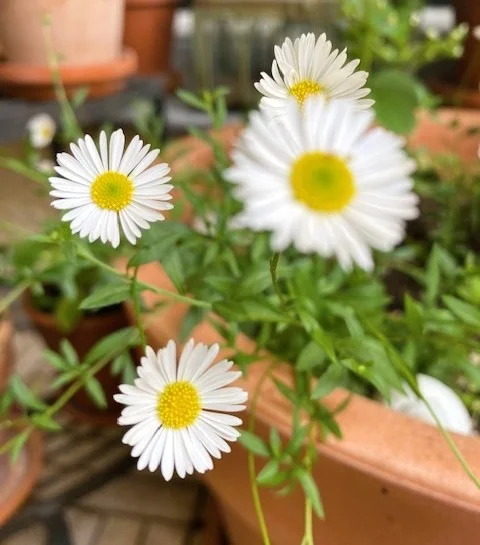 Spanisches Gänseblümchen 26.webp