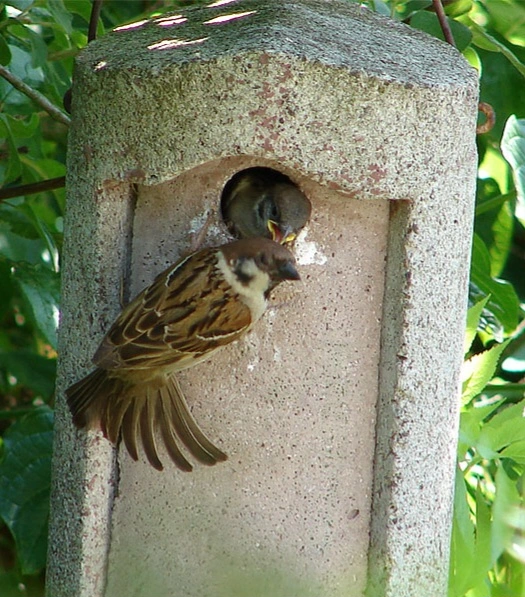 spatz11.webp