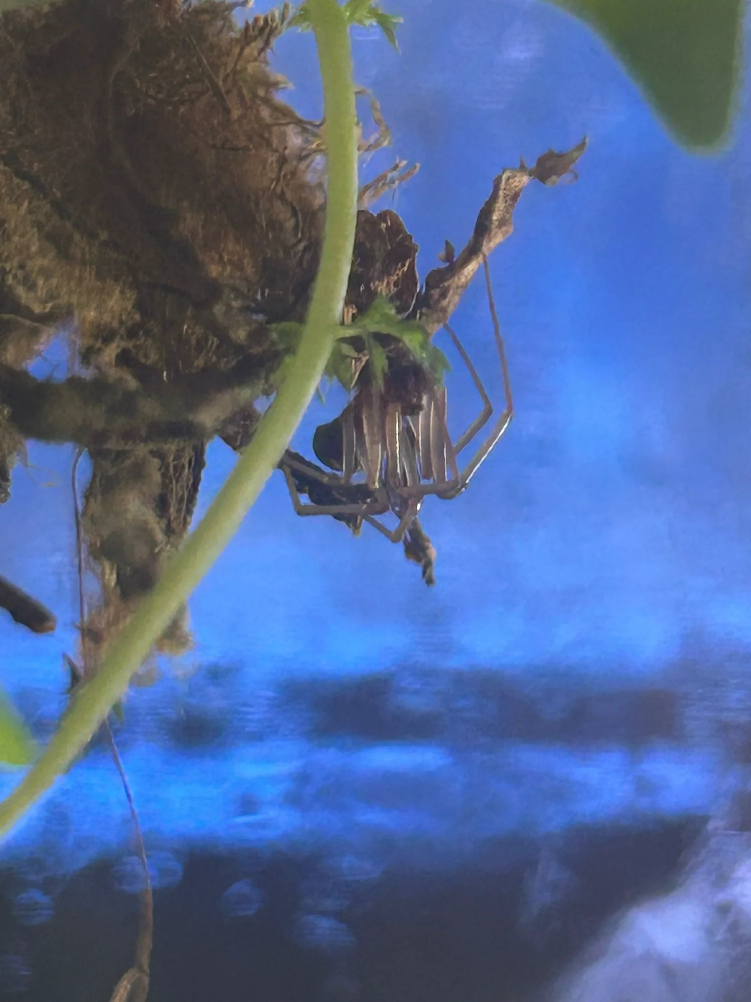 spider_01.webp