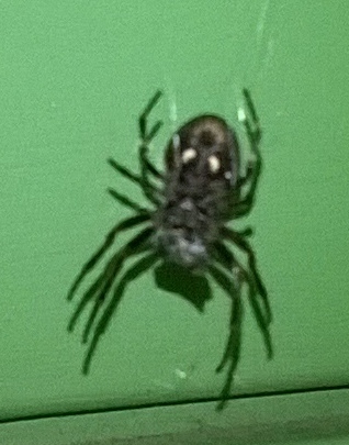 Spinne.jpg