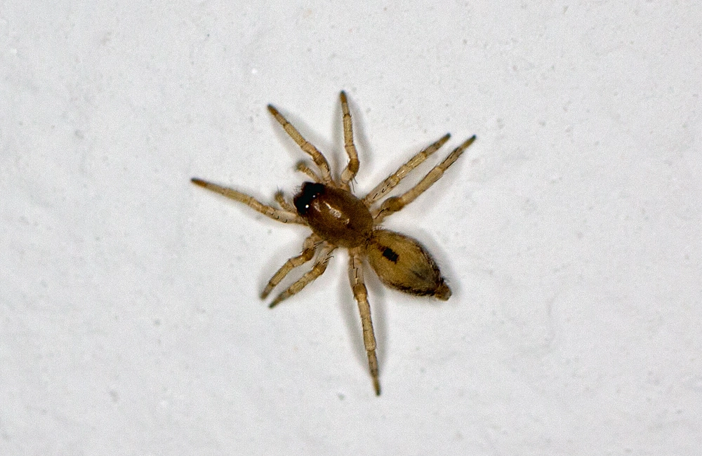 spinne.webp