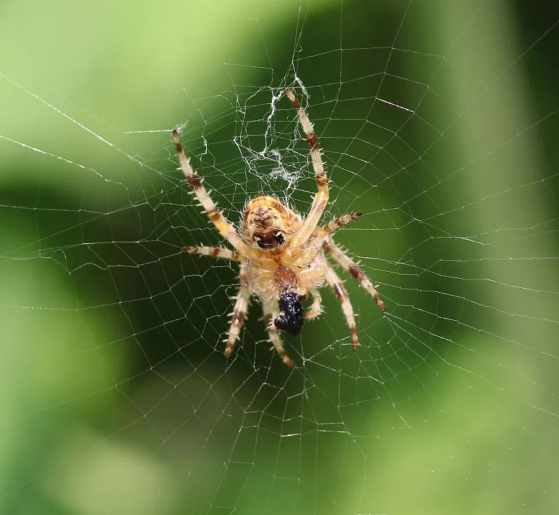 +++ Spinne.webp