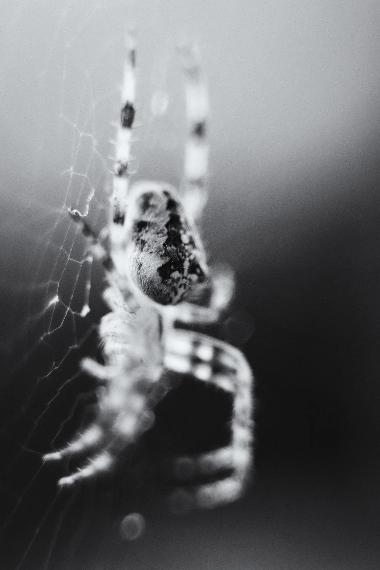 Spinne01.webp