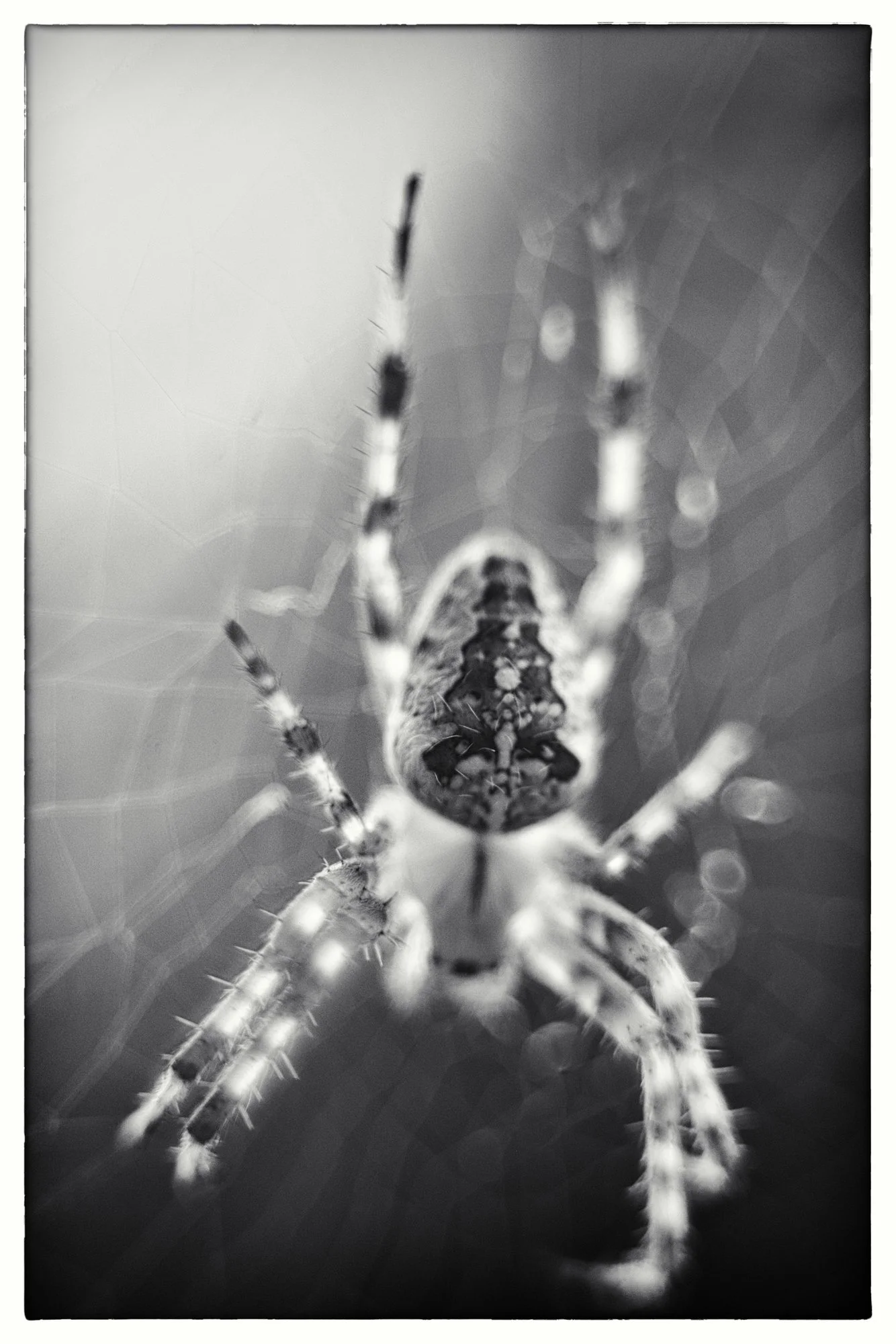 Spinne03.webp