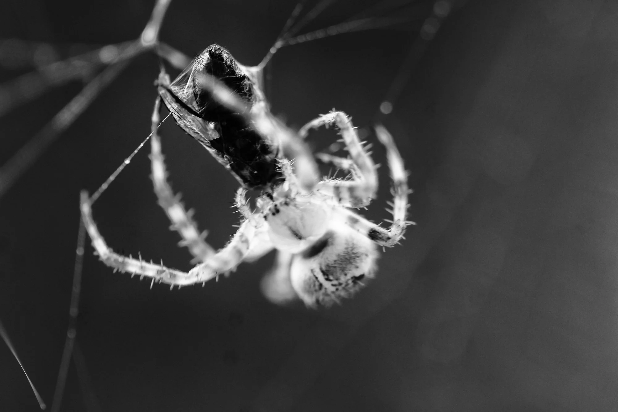 Spinne04.webp