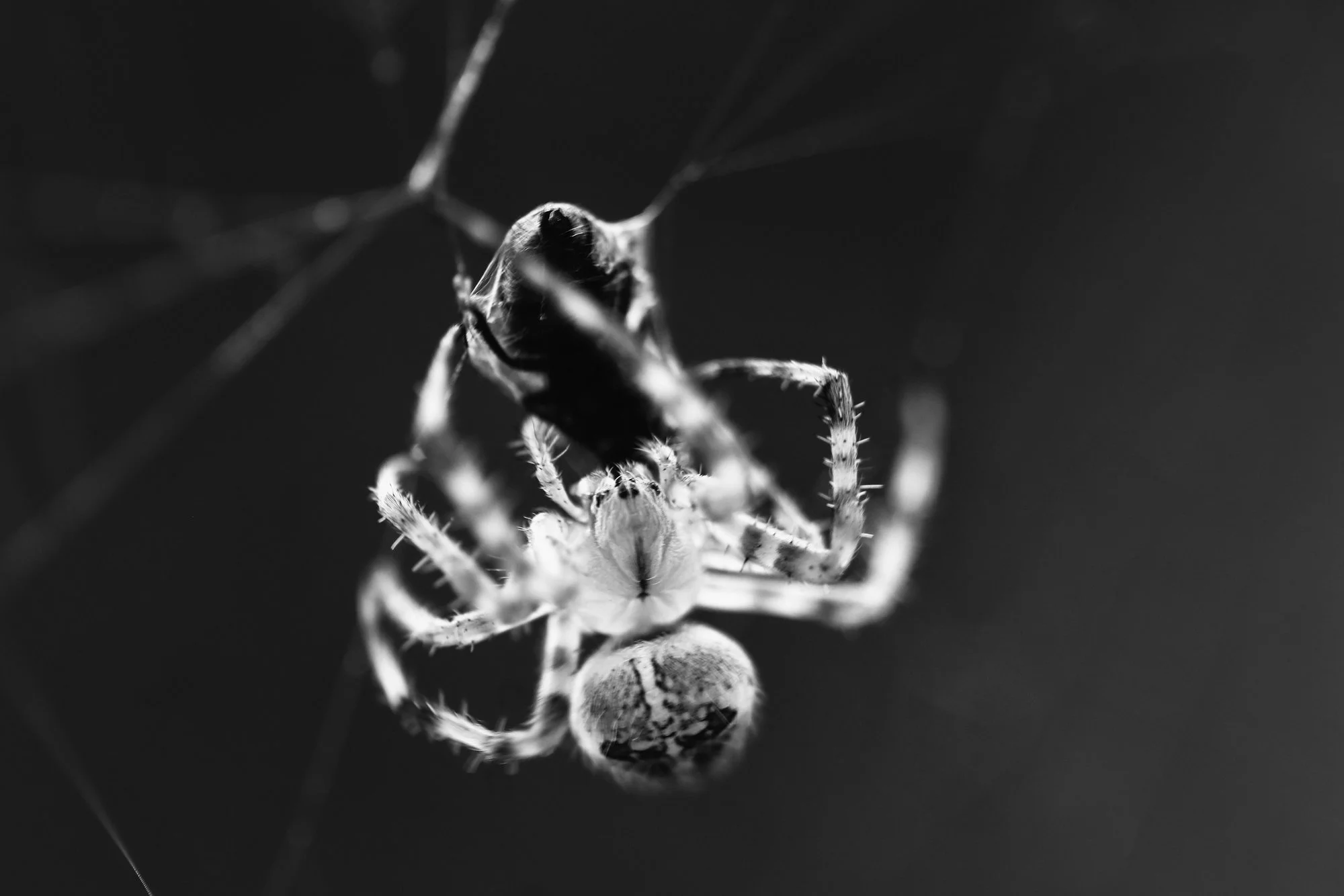 Spinne05.webp