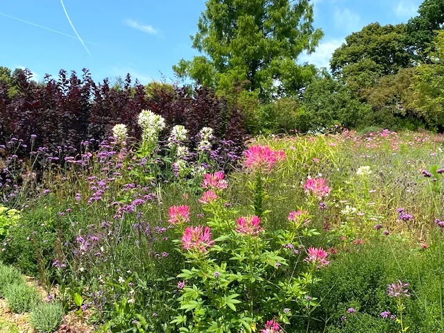 Spinnenblume 1.webp