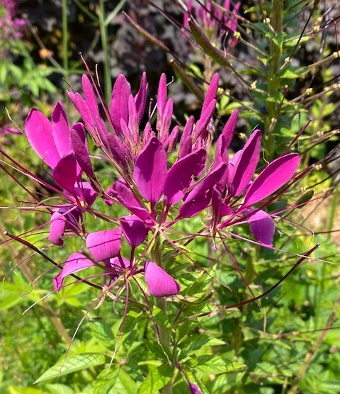 Spinnenblume 2.webp