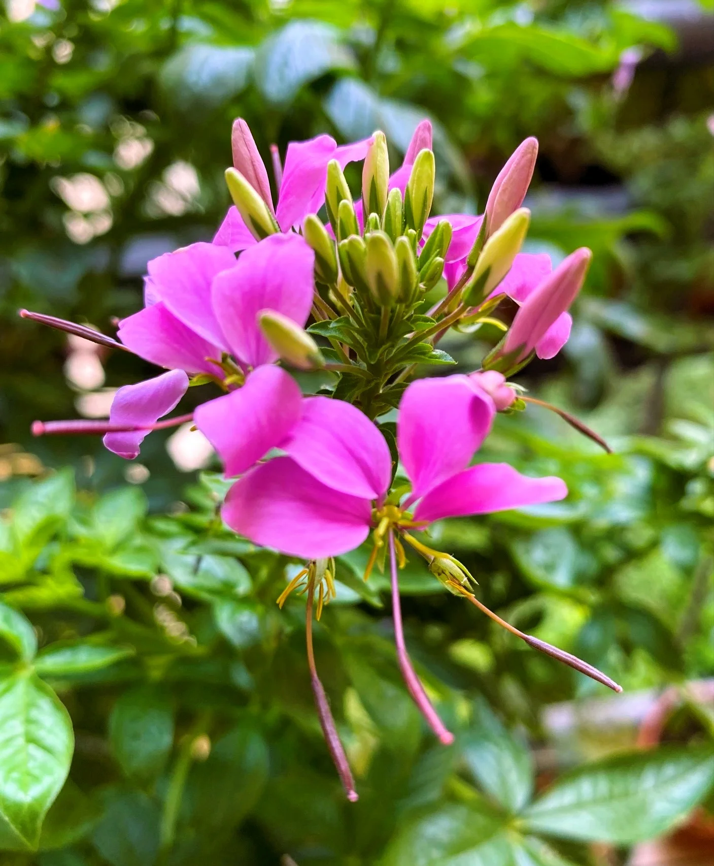 Spinnenblume August 26.webp