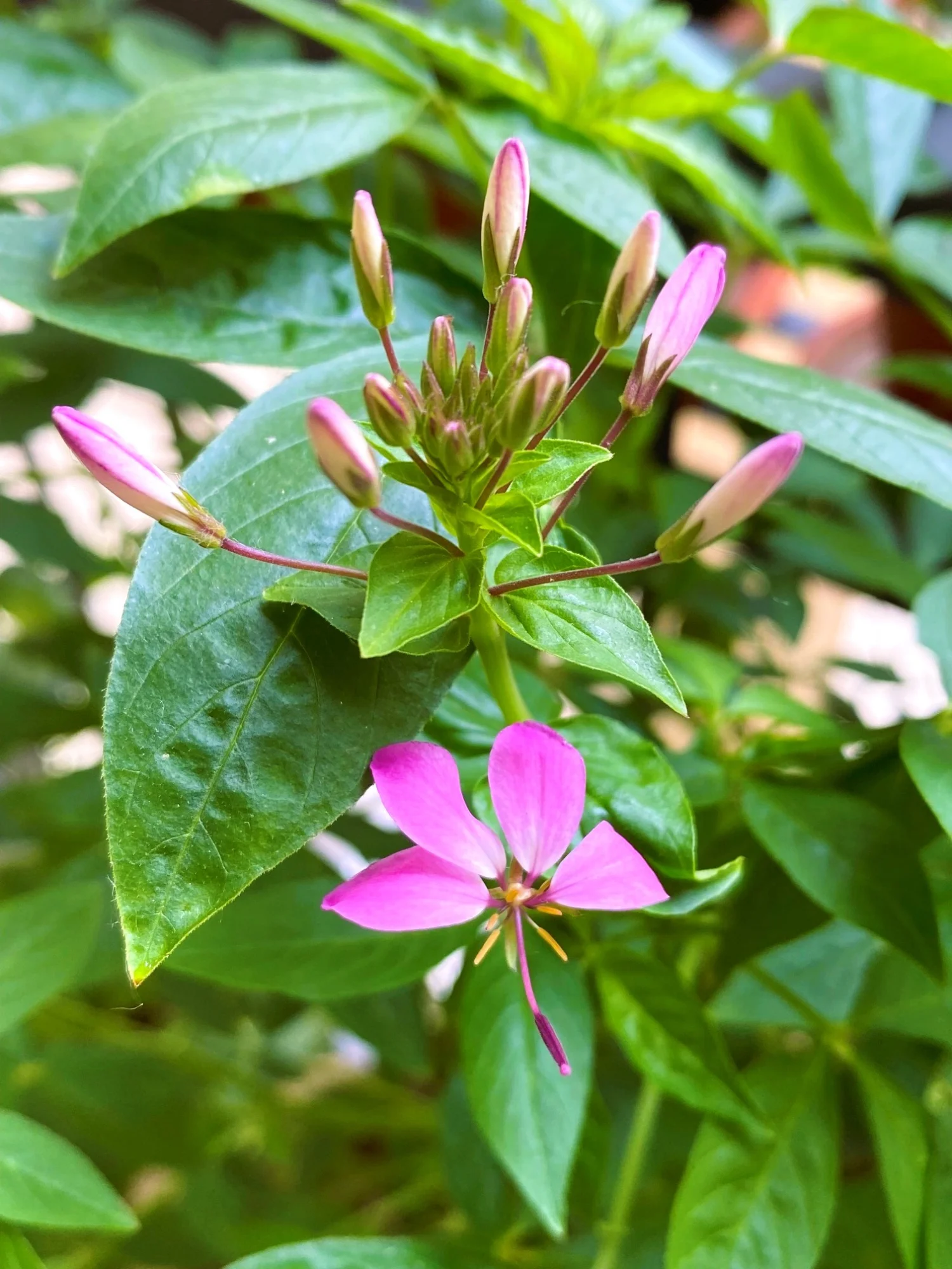 Spinnenblume26.webp