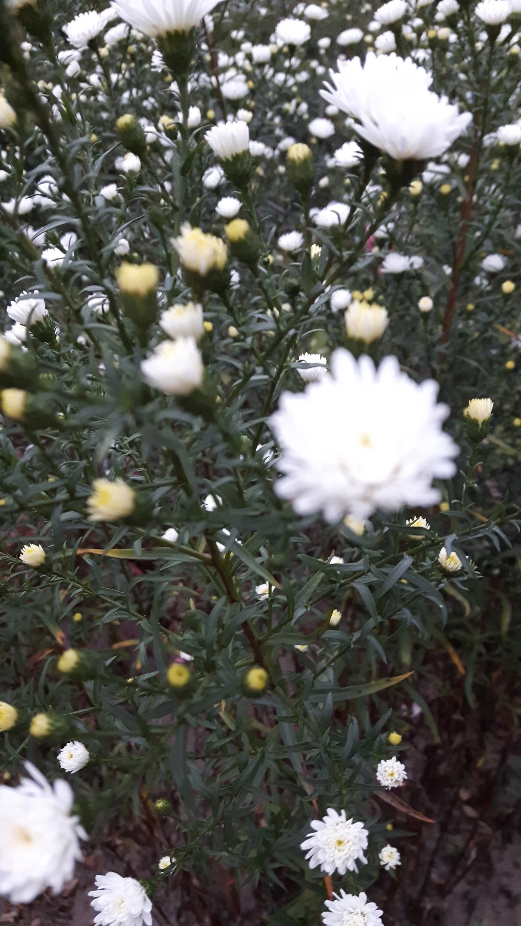 Weisse Staude, Evtl. Aster dumosus aber höher - Hausgarten.net