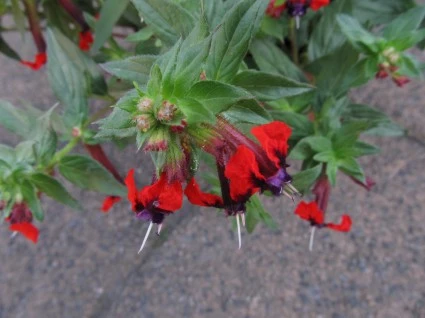Welche Staude? mit rot/lilaBlüten