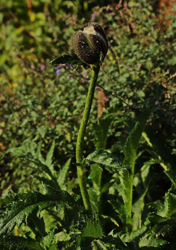 Staudenmohn_weiss_Knospe_800.webp